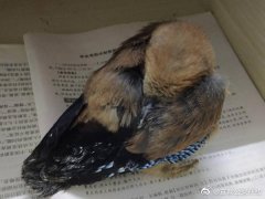 澳门金沙网址 凡本报记者